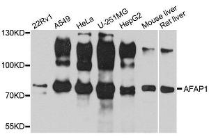 Western blot analysis of extracts of various cell lines, using AFAP1 antibody. (AFAP Antikörper  (AA 461-730))