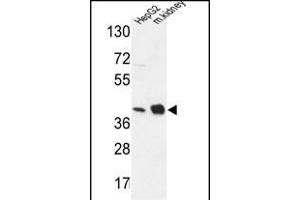NDUFA10 Antibody (Center) (ABIN653725 and ABIN2843032) western blot analysis in HepG2 cell line and mouse kidney tissue lysates (35 μg/lane). (NDUFA10 Antikörper  (AA 252-281))