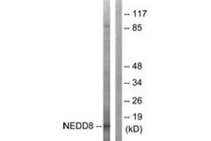 Western blot analysis of extracts from Jurkat cells, using NEDD8 Antibody. (NEDD8 Antikörper  (AA 10-59))