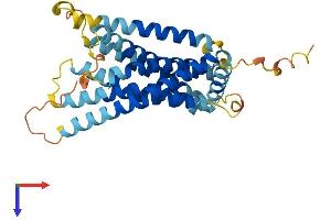 GPR146 Protein (AA 1-333) (His tag)