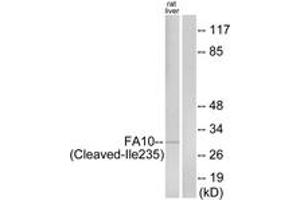 Western blot analysis of extracts from rat liver cells, using FA10 (activated heavy chain,Cleaved-Ile235) Antibody. (Coagulation Factor X Antikörper  (Cleaved-Ile235))