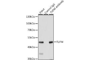 Immunoprecipitation analysis of 200 μg extracts of 293T cells, using 3 μg TUFM antibody (ABIN6127865, ABIN6149701, ABIN6149702 and ABIN6222063). (TUFM Antikörper  (AA 186-455))