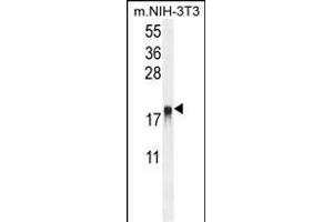 ARL8A Antibody (Center) (ABIN654121 and ABIN2843998) western blot analysis in mouse NIH-3T3 cell line lysates (35 μg/lane). (ARL8A Antikörper  (AA 116-142))