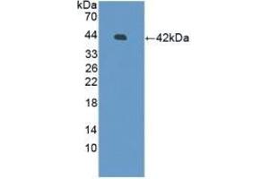 Detection of Recombinant DEFb126, Human using Polyclonal Antibody to Defensin Beta 126 (DEFb126)