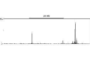 ChIP DNA-Sequencing (ChIP-seq) image for anti-GR (AA 150-200) antibody (ABIN7795590) (GR (AA 150-200) Antikörper)