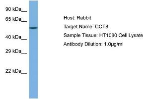 Host: Rabbit Target Name: CCT8 Sample Tissue: Human HT1080 Whole Cell  Antibody Dilution: 1ug/ml