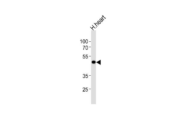 KCNAB1 Antikörper  (N-Term)