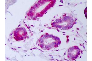 Anti-FGF2 / BFGF antibody IHC of human breast, myoepithelium. (FGF2 Antikörper)