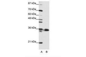 Image no. 1 for anti-Heterogeneous Nuclear Ribonucleoprotein A1 (HNRNPA1) (N-Term) antibody (ABIN203055)