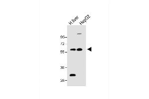 All lanes : Anti-FADS2 Antibody (N-term) at 1:1000 dilution Lane 1: H. (FADS2 Antikörper  (N-Term))