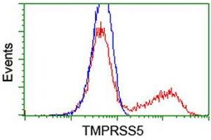 HEK293T cells transfected with either RC223774 overexpress plasmid (Red) or empty vector control plasmid (Blue) were immunostained by anti-TMPRSS5 antibody (ABIN2454958), and then analyzed by flow cytometry. (TMPRSS5 Antikörper)