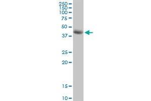 SIRT7 MaxPab polyclonal antibody. (SIRT7 Antikörper  (AA 1-400))