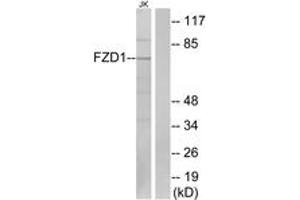 Western blot analysis of extracts from Jurkat cells, using FZD1 Antibody. (FZD1 Antikörper  (AA 16-65))