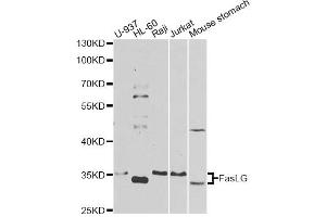 Western blot analysis of extracts of various cell lines, using FASLG antibody. (FASL Antikörper)