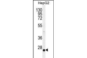 CACNG6 Antibody (Center) (ABIN655983 and ABIN2845367) western blot analysis in HepG2 cell line lysates (35 μg/lane). (CACNG6 Antikörper  (AA 108-136))