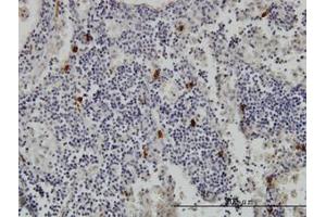 Image no. 1 for anti-Tryptase alpha/beta 1 (TPSAB1) (AA 1-275) antibody (ABIN466111) (TPSAB1 Antikörper  (AA 1-275))