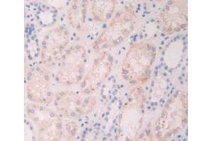 IHC-P analysis of Human Kidney Tissue, with DAB staining. (FGF19 Antikörper  (AA 4-216))