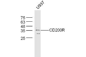 U937 cell lysates probed with Rabbit Anti-CD200R2 Polyclonal Antibody, Unconjugated  at 1:500 for 90 min at 37˚C. (CD200R1L Antikörper  (AA 151-250))