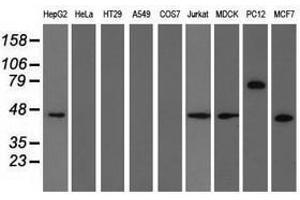 Image no. 3 for anti-Tripartite Motif Containing 2 (TRIM2) (AA 1-100), (AA 645-744) antibody (ABIN1490544) (TRIM2 Antikörper  (AA 1-100, AA 645-744))