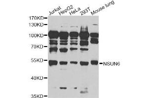 Western blot analysis of extracts of various cell lines, using NSUN6 antibody (ABIN6293413) at 1:1000 dilution. (NSUN6 Antikörper)