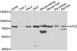 Western blot analysis of extracts of various cell lines, using ATG7 antibody. (ATG7 Antikörper)