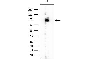 Western blot analysis of lysates from Rat brain, using SFPQ Mouse Monoclonal Antibody at 1/1000 dilution.