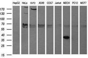 Image no. 1 for anti-Synaptophysin (SYP) antibody (ABIN1501259) (Synaptophysin Antikörper)