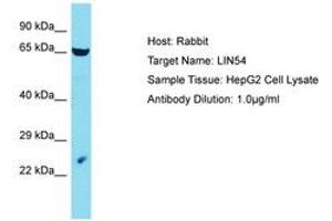 Image no. 1 for anti-Lin-54 Homolog (LIN54) (C-Term) antibody (ABIN6750578) (LIN54 Antikörper  (C-Term))