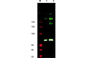 Western blot using anti-IRS1 pS307 antibody shows detection. (IRS1 Antikörper  (pSer307))