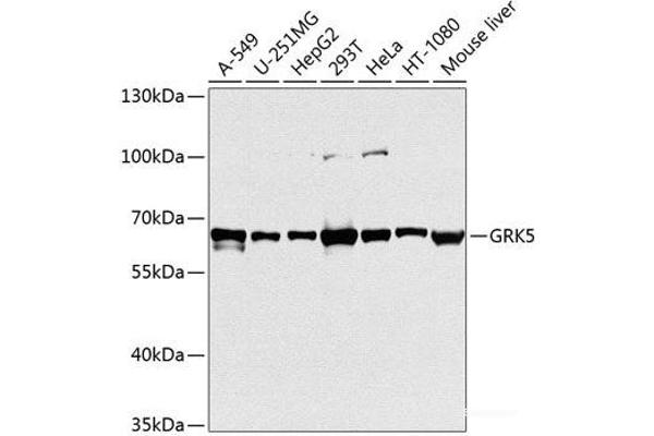 GRK5 Antikörper