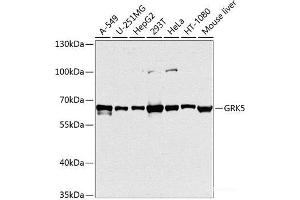 Western blot analysis of extracts of various cell lines using GRK5 Polyclonal Antibody at dilution of 1:1000. (GRK5 Antikörper)
