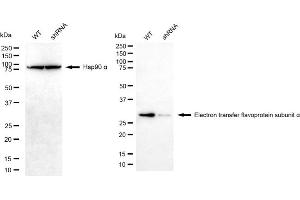 Western blotting analysis using electron transfer flavoprotein subunit alpha antibody (ABIN7798431).