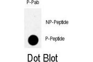 Dot Blot (DB) image for anti-Myelin Transcription Factor 1 (MYT1) (pThr495) antibody (ABIN3001766) (MYT1 Antikörper  (pThr495))