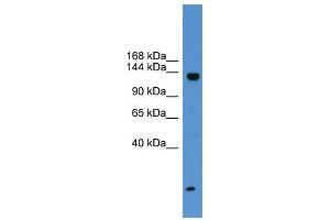 anti-KIAA0999 (Middle Region) antibody