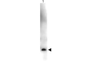 Western Blot showing detection of Recombinant Human VEGF-165. (VEGF Antikörper  (HRP))