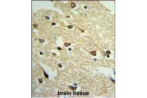 Formalin-fixed and paraffin-embedded mouse brain tissue reacted with ADCY8 Antibody (Center), which was peroxidase-conjugated to the secondary antibody, followed by DAB staining. (ADCY8 Antikörper  (AA 946-972))