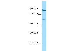 WB Suggested Anti-NUP54 Antibody Titration: 1. (NUP54 Antikörper  (C-Term))