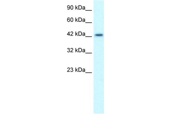 LHX3 Antikörper  (Middle Region)