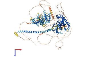 TBC1D4 Protein (AA 1-1307) (His tag)