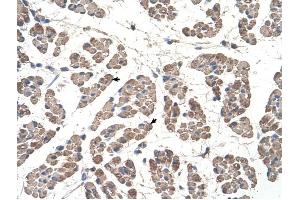 GCDH antibody was used for immunohistochemistry at a concentration of 4-8 ug/ml to stain Skeletal muscle cells (arrows) in Human Muscle. (GCDH Antikörper  (C-Term))