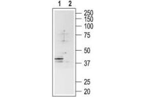 SSTR4 Antikörper  (2nd Extracellular Loop)