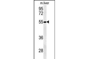 NL3 Antibody (N-term) (ABIN651514 and ABIN2840273) western blot analysis in mouse liver tissue lysates (35 μg/lane). (NIPAL3 Antikörper  (N-Term))