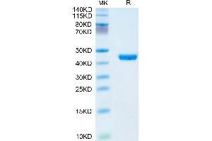 CHI3L1 Protein (AA 22-383) (His tag)