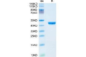 Human YKL-40/CHI3L1 on Tris-Bis PAGE under reduced condition. (CHI3L1 Protein (AA 22-383) (His tag))