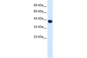 Western Blotting (WB) image for anti-Transcription Factor AP-4 (Activating Enhancer Binding Protein 4) (TFAP4) antibody (ABIN2460730) (TFAP4 Antikörper)
