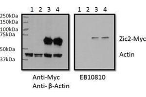 RWPE1 lysate (60 µg protein in RIPA buffer) overexpressing Human ZIC2 with C-terminal MYC tag probed with ZIC2 Antibody  (0. (ZIC2 Antikörper  (C-Term))