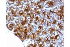 IHC testing of FFPE human pancreas with MAML3 antibody (clone MMLP3-1). (MAML3 Antikörper)