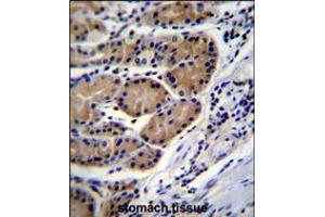 CTSO Antibody immunohistochemistry analysis in formalin fixed and paraffin embedded human stomach tissue followed by peroxidase conjugation of the secondary antibody and DAB staining. (CTSO Antikörper  (N-Term))