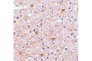 Immunohistochemistry of TMED10 in human brain tissue with TMED10 polyclonal antibody  at 2.