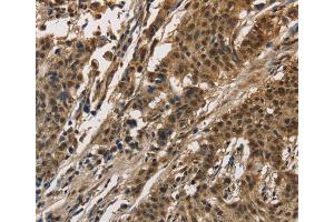 Immunohistochemistry (IHC) image for anti-Cell Division Cycle and Apoptosis Regulator 1 (CCAR1) antibody (ABIN2429943) (CCAR1 Antikörper)